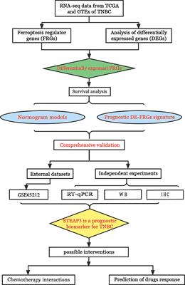 Upregulation of the ferroptosis-related STEAP3 gene is a specific predictor of poor triple-negative breast cancer patient outcomes